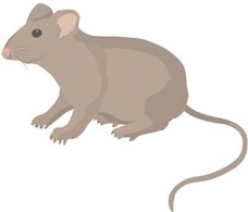 Mice 3